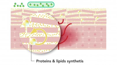 Graphic representation of the stimulation of lipid and protein production by LIPIGENIUM technology